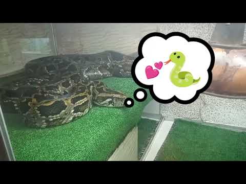 А ВЫ ВИДЕЛИ КАК ЗЕВАЕТ ПИТОН? СПЯЩИЕ КРАСАВЦЫ ТЕРРАРИУМА