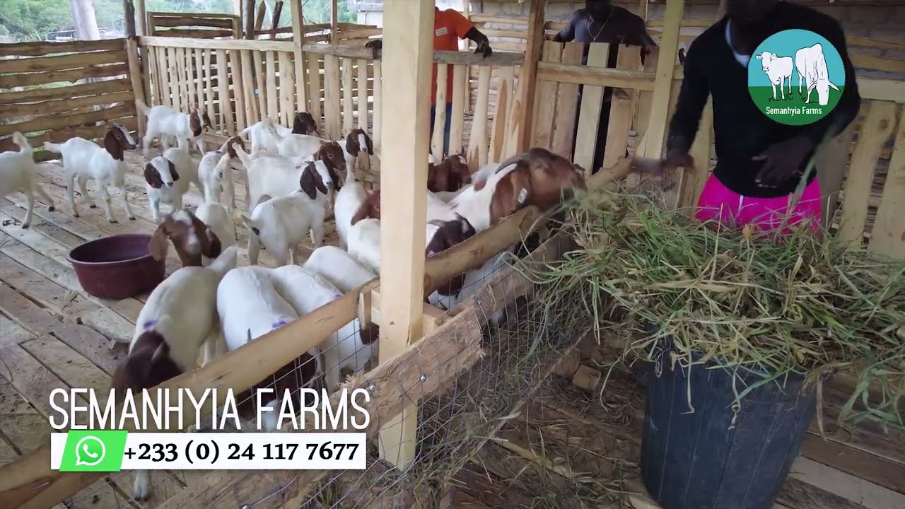 Не повторяйте моей ошибки | Лучшие советы по разведению коз