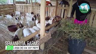 Don't Make This Mistake  I Made | Best Tips On Goat Farming