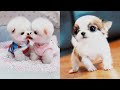 Baby dog  cute and funny dogs and cats s completion 2020 5  tiktok animals  pet life vlog