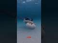 🔵 This Fish Inflates Like a Balloon to Survive! #short #sea #dolphin