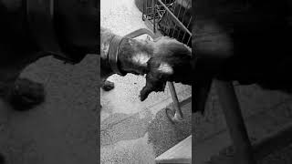 Тбилиси 🇬🇪 Сакартвело 💌 Грузия Приют Тамаза Элизбарашвили 🐕💌🍀🙏
