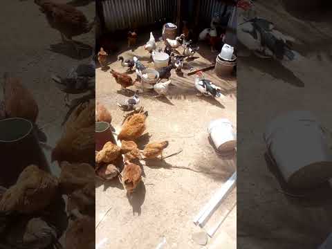 Ufugaji Kuku Chotara