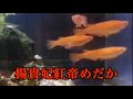 【楊貴妃紅帝】我が家で飼育するメダカの品種紹介
