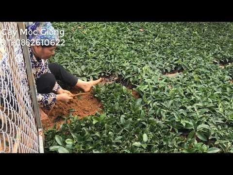 Video Cách giâm cành cây mộc hương giâm cành hoa mộc cực dễ - youtube