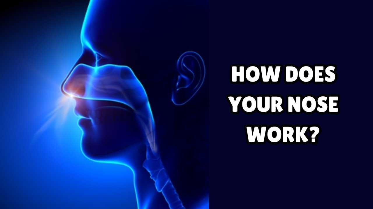Sensory Biology: How the nose works. - YouTube