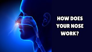 Sensory Biology: How the nose works.