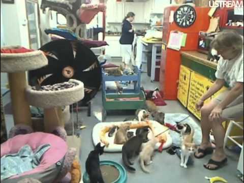 cage free vs organic eggs Jacci Playing with Kitties 7 24 12