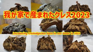 クレステッドゲッコーゆきおCB2023をご紹介!【Introducing crestedgeckos born in our home in 2023】
