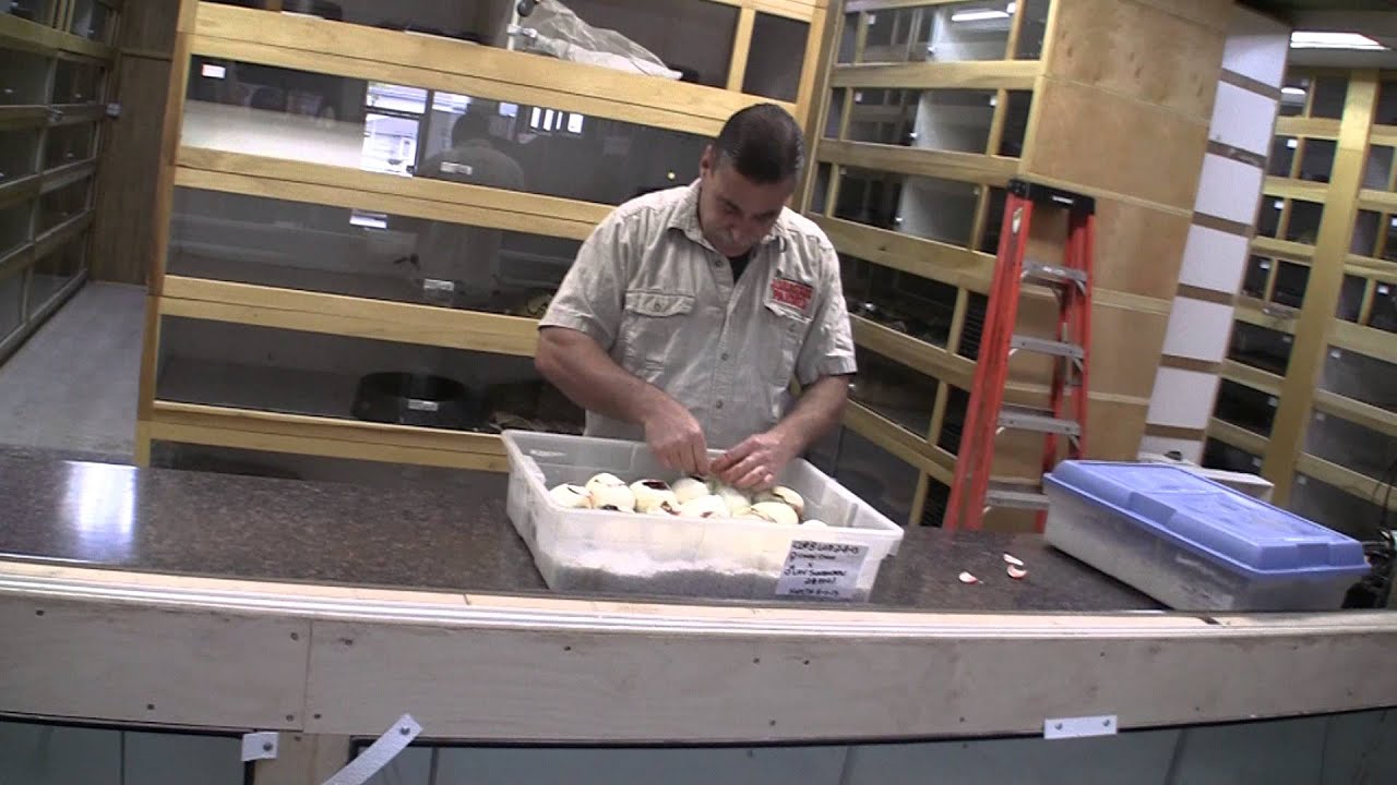 alligators miami Hey Tim What Have We Got Here?