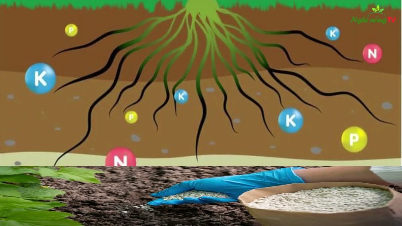 5 mẹo bón phân NPK giúp cây ra hoa đồng loạt II  NGHỀ NÔNG TV