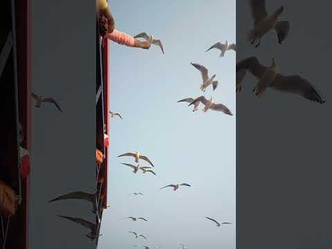 Seagulls flying over