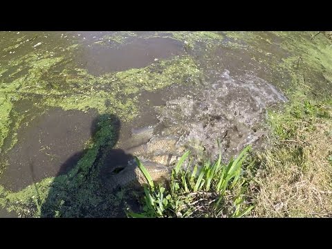 When the Common Carp Spawn... (TTYDSWYSAH) (Yardley, PA)