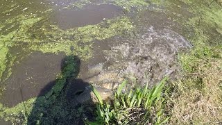 When the Common Carp Spawn... (TTYDSWYSAH) (Yardley, PA)