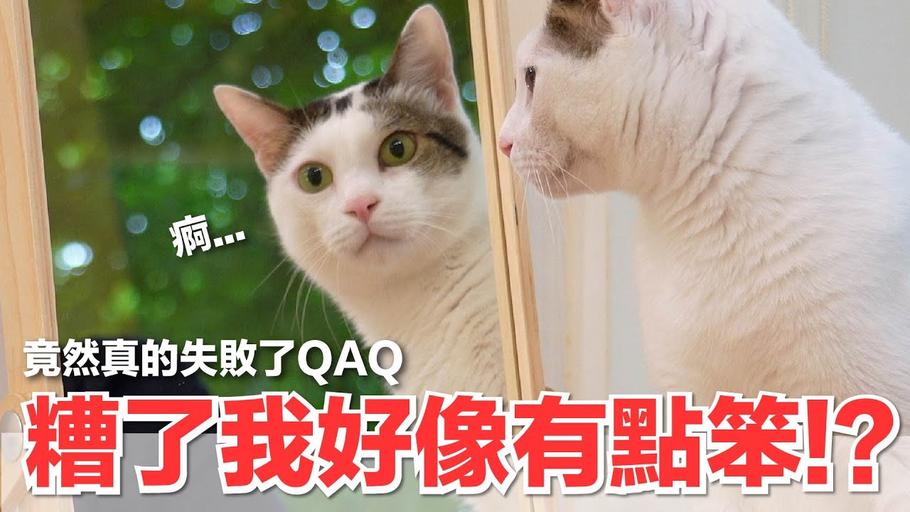 【好味小姐】糟了我好像有點笨！？竟然真的失敗了QAQ｜好味貓日常255