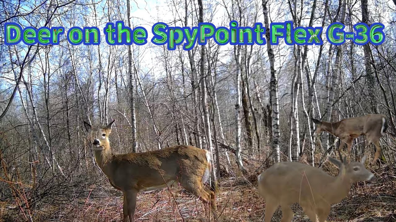 Trail Camera March 30 April 17 2025 - YouTube