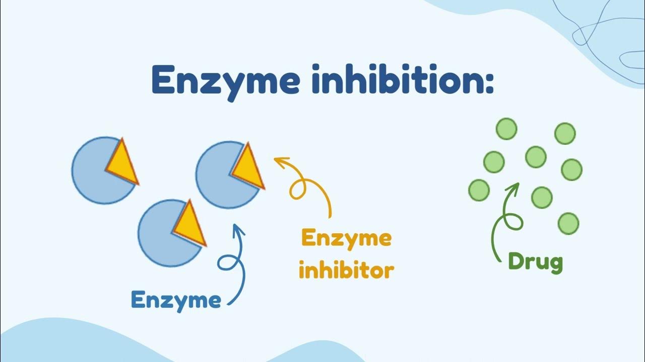 Enzyme Induction VS Enzyme Inhibition YouTube