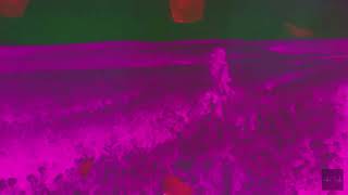 Vaultboy  Petals clean