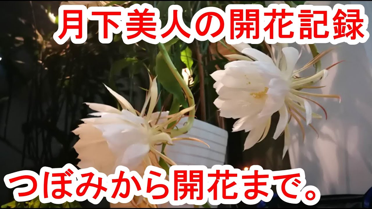 月下美人が今年も咲きました！つぼみから開花まで。2020/06/18。 - YouTube