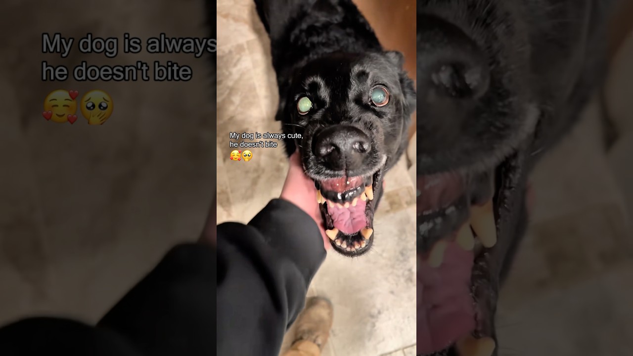 Можно погладить эту собаку? Конечно, он никогда не кусается 😊😂 