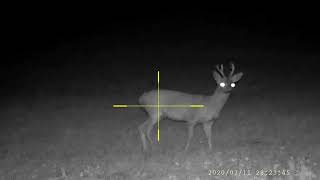 Pard nv008p sarna roe