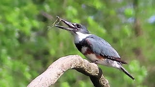 Kingfisher eats two fish (plus turtle footage)