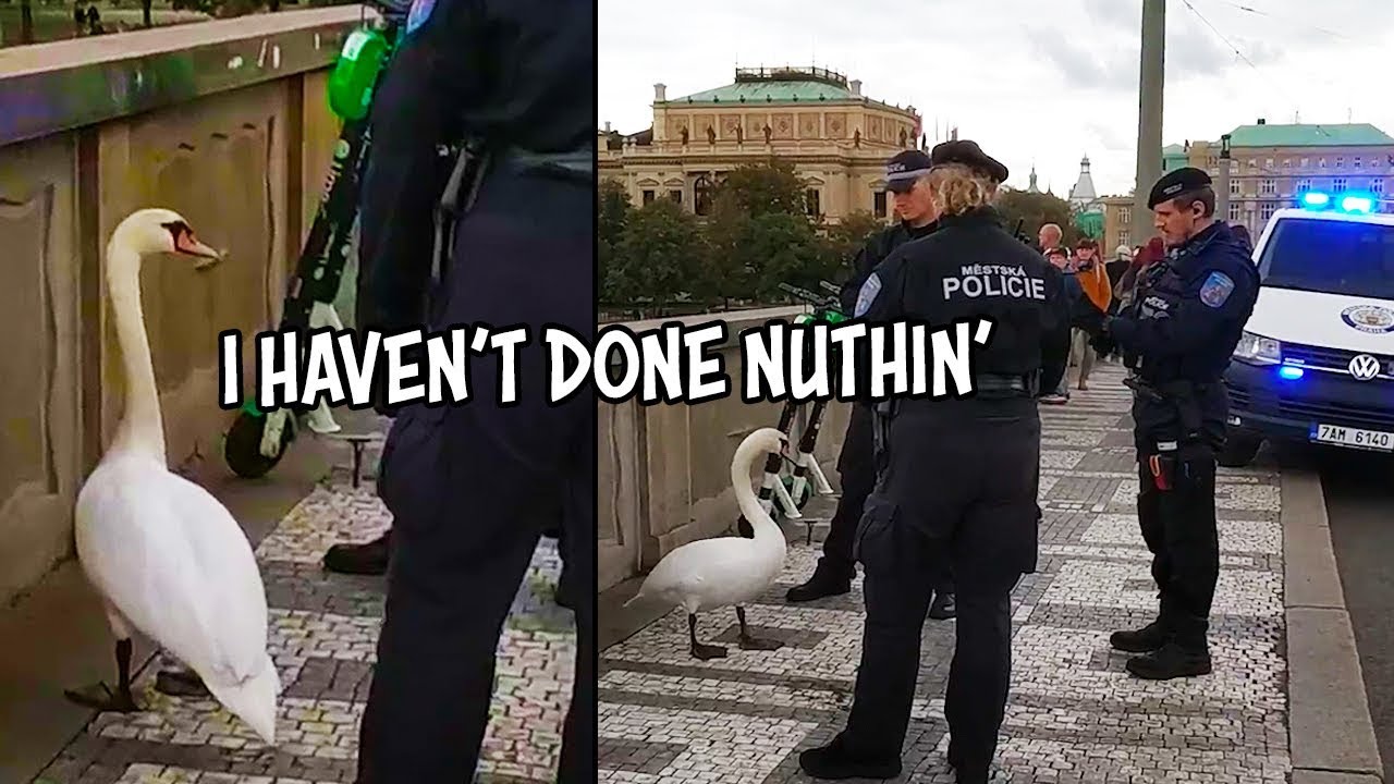 Ozzy Man Reviews: Criminal Swan