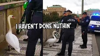 Ozzy Man Reviews: Criminal Swan Ozzy Man Reviews: Criminal Swan