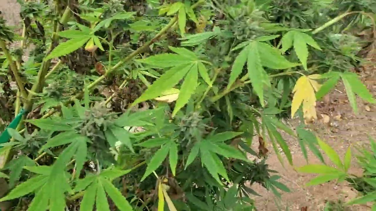 Humboldt Seed Company All Gas 