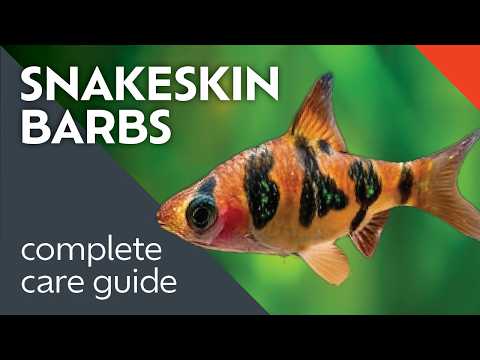 Snakeskin Barbs: What I Learned