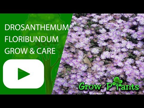 Drosanthemum floribundum flowers - growing and care