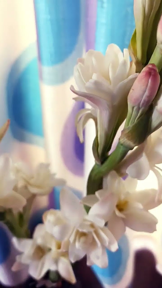 Nishigandha flower s best natural long lasting pleasant scent youtube