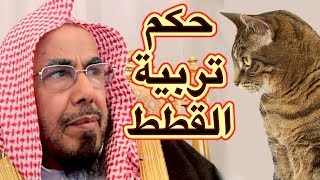 حكم تربية قطط المنازل في الاسلام