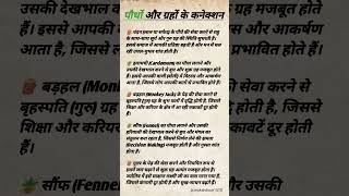 #astrologyremedies #vastufacts #grahashanti #shukraupay #jyotishvidya #plantsvibe #hinditips