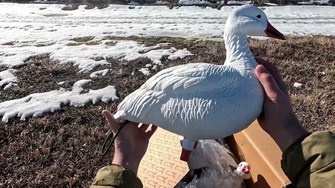 Divebomb Decoys Unboxing Full Body Snowgoose! 