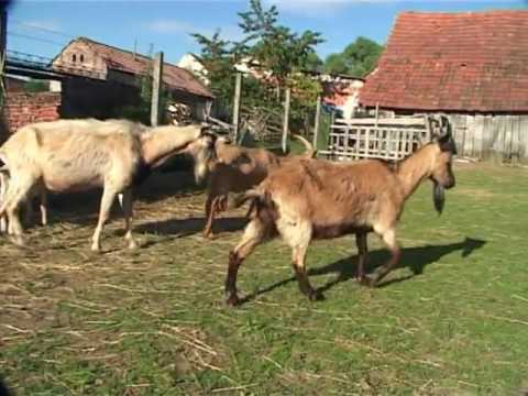 Video: Trebaju Li Kućni Ljubimci Vrijeme Na Otvorenom?