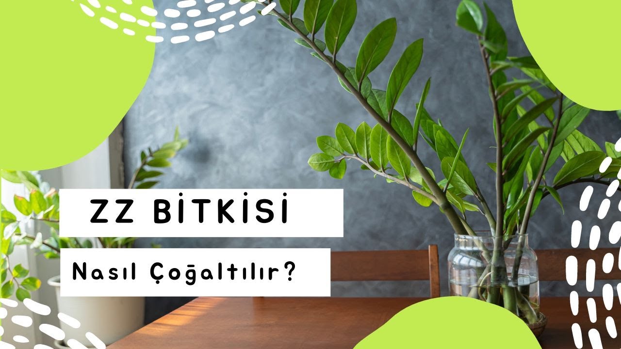 ZZ BTKS NASIL OALTILIR? | ZZ BTKS ELK ALMA LEM