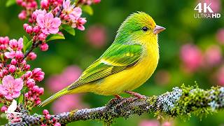 A Symphony from Nature 🐦 Beautiful Birds Singing with Gentle Piano for Relaxation screenshot 5