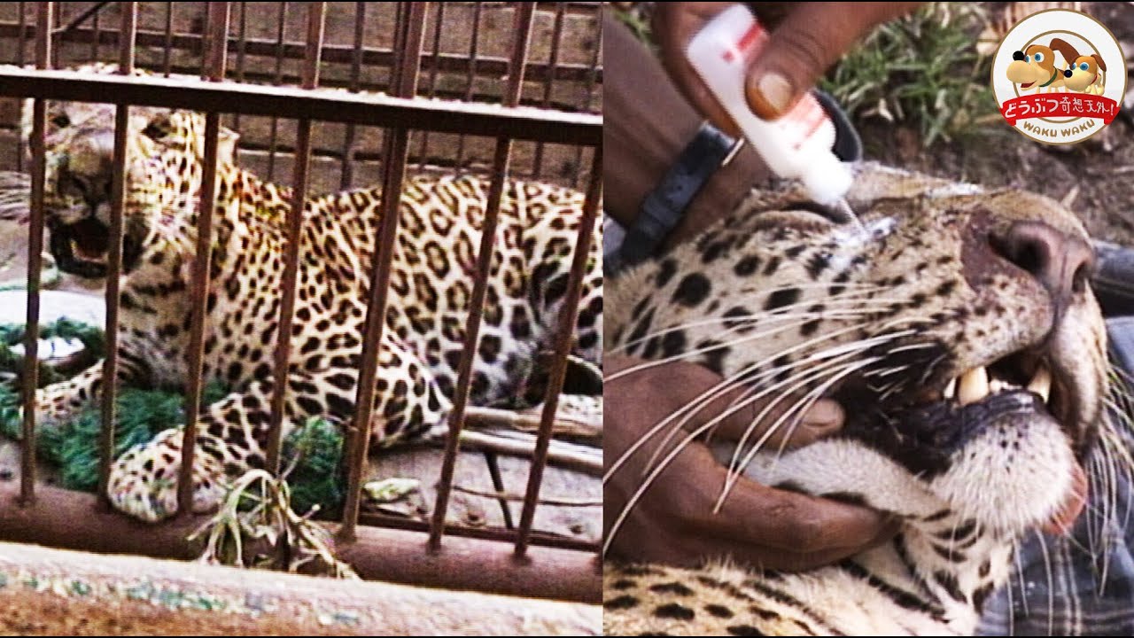 【インド】人を殺してしまったヒョウ、野生にかえる【どうぶつ奇想天外／WAKUWAKU】【どうぶつ奇想天外／WAKUWAKU】