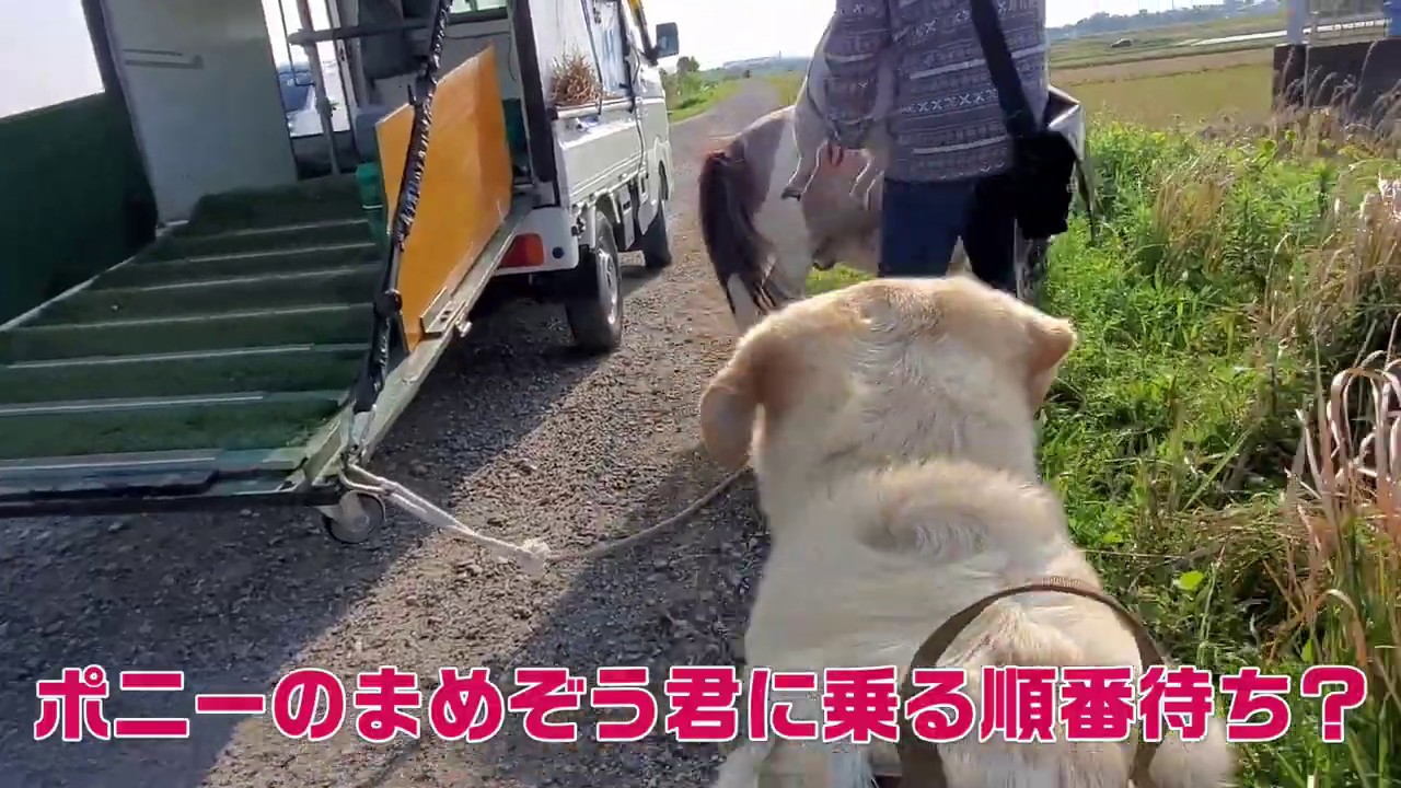 町工場犬ポン太 ポニーのまめぞう君に乗りたい 乗れるの 遊んでくれるの Youtube