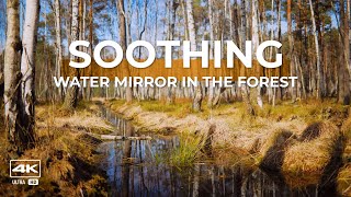 🦫4K video and natural ambient sounds - Soothing water mirror in the forest