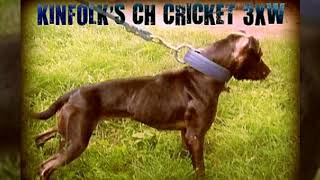 Tribute To Ch Sig Dawgs