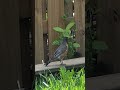 Extremely amusing movements of a robin. #shorts