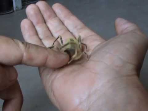 Фаланга кусает - Camel Spider bites!