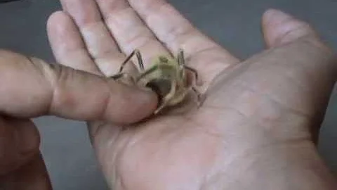 Фаланга кусает - Camel Spider bites!