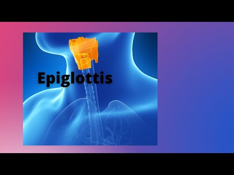 Video: Cos'è l'epiglottide di classe 10?