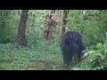 This is a bear I named years ago Ann. She has been seen already with a big boar.