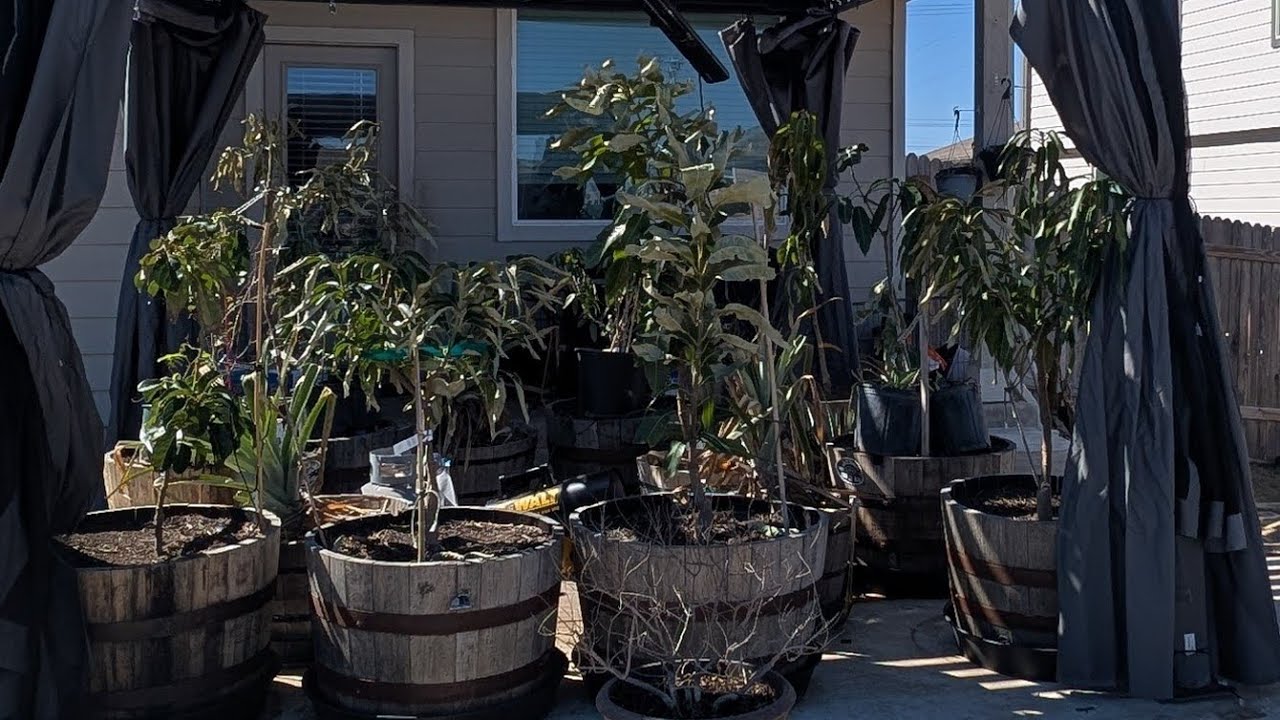 Последствия 17-градусной жары в Техасе!! (Обязательно к просмотру) 🥭🥑🥭🥑