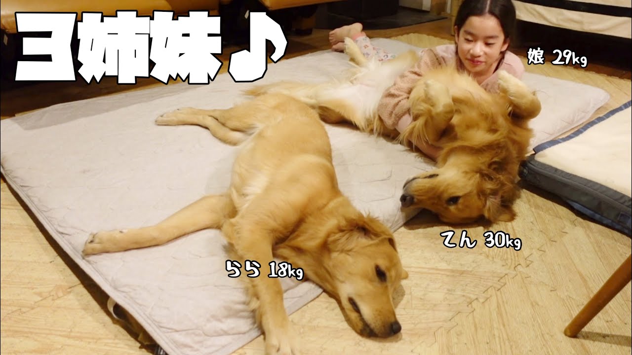 クリスマス価格！【しおりんどーる。】 子犬わたあめ ☆ ぽてっと天使 