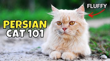Persian Cat 101: What to Know Before Adopting One